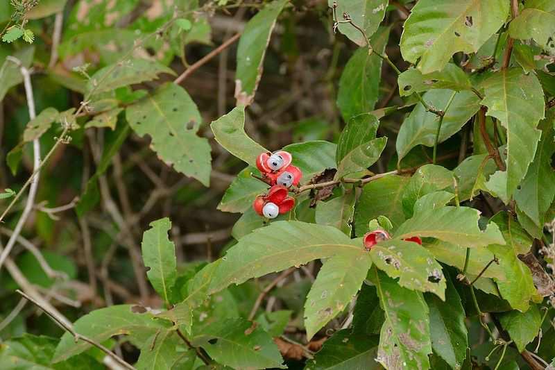 Řád Sapindales Čeleď Sapindaceae (mýdelníkovité)* Paullinia cupana (guarana) pochází z Amazonie, semena se suší, praží z připravuje se z nich těstovinová hmota, která se používá jako přídavek do