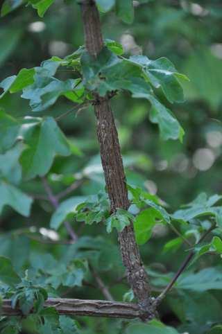 Řád Sapindales Čeleď Sapindaceae(mýdelníkovité) Acer