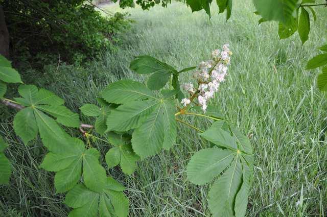 Řád Sapindales Čeleď Sapindaceae(mýdelníkovité) Aesculus hippocastanum (jírovec