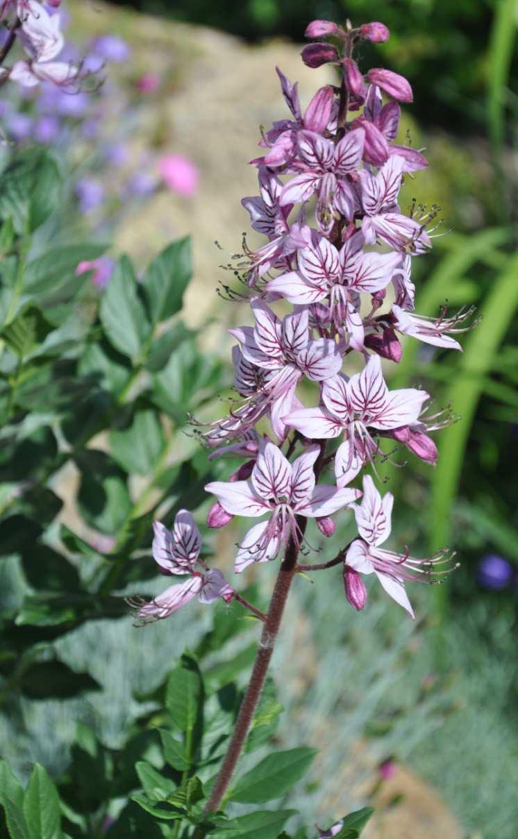 Řád Sapindales Čeleď Rutaceae(routovité)* Dictamus albus (třemdava bílá)