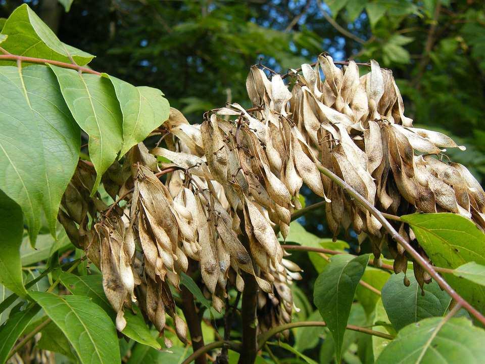 Řád Sapindales** Family Simaroubaceae trees or shrubs distribution: largely tropical, some temperate 22/110 u nás se v parcích pěstuje Ailanthus