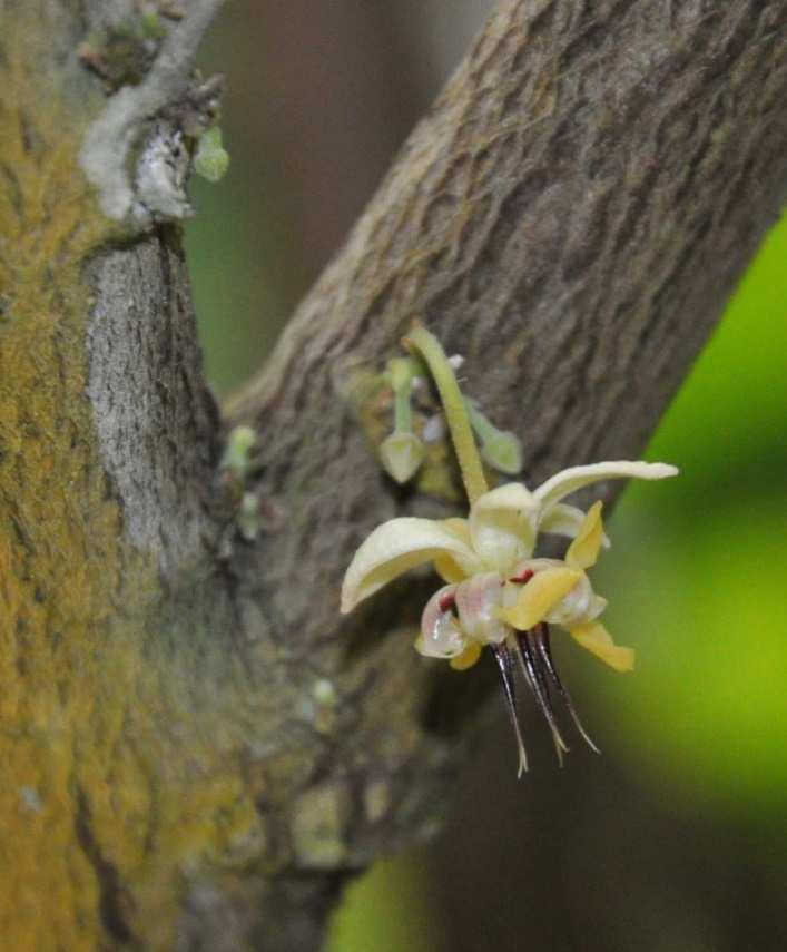 Řád Malvales Čeleď Malvaceae(slézovité) Theobroma cacao