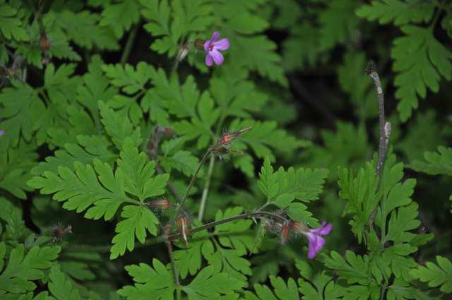 Řád Geraniales Čeleď Geraniaceae(kakostovité)* Geranium robertsianum (kakost