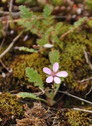 Řád Geraniales Čeleď Geraniaceae(kakostovité) Erodium cicutarium (pumpava obecná)