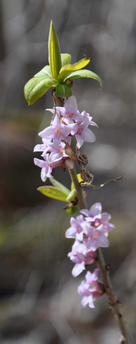 Řád Malvales Čeleď Thymelaeaceae (vrabečnicovité)* Daphne mezereum (lýkovec jedovatý) je naším nejhojnějším zástupcem čeledi, roste v