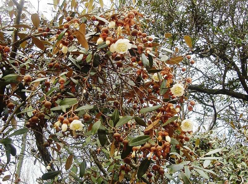 Řád Malvales** Family Sarcolaenaceae mostly evergreen trees and shrubs distribution: Madagascar 8/60 Sarcolaena Obrázek Wilfried Bauer,