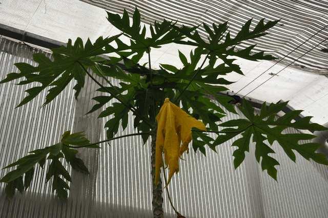 Řád Brassicales Čeleď Caricaceae (papájovité) Carica papaya