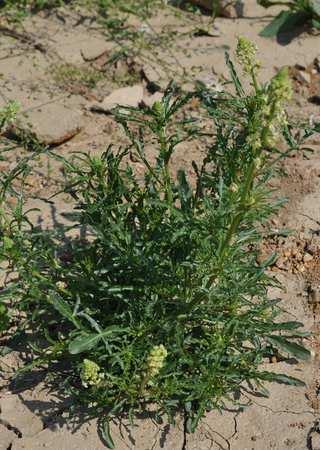 Řád Brassicales Čeleď Resedaceae (rýtovité) převážně byliny nebo keře subtropů severní polokoule, listy s palisty, květy nejčastěji