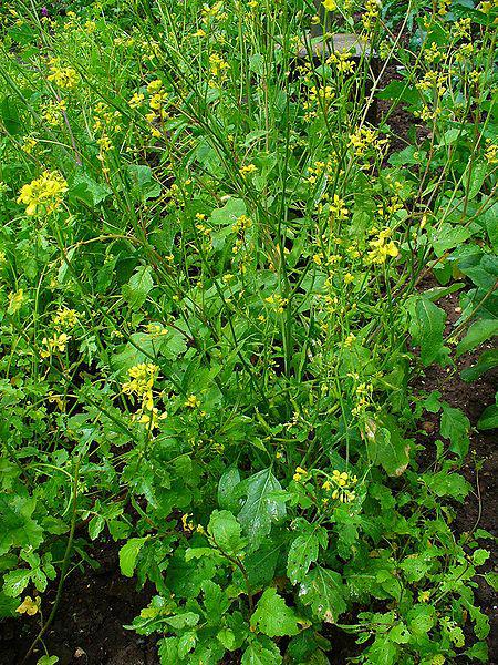 Řád Brassicales Čeleď Brassicaceae(brukvovité) Brassica (brukev) cca 40 druhů původně rozšířených v Mediteránu, listy zpravidla jednoduché, lyrovitě laločnaté, květy žluté, bílé, fialové, plodem je