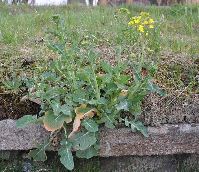 Řád Brassicales Čeleď Brassicaceae(brukvovité) Brassica napus (brukev řepka) subsp.