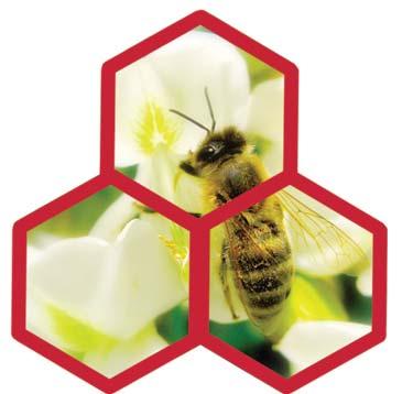 formy Mateří kašička Včelí pyl Vitamíny B komplexu Patentovaný systém dávkování do chutného roztoku zaručuje čerstvost a