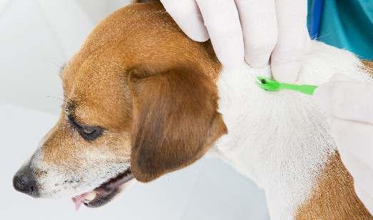 oblastech s vysokým výskytem infikovaných klíšťat je procento psů s try pro látek mezi sedmdesá až devadesá procenty!