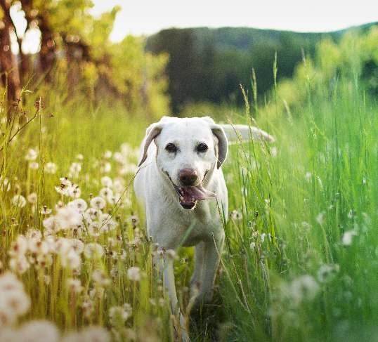 Prevence Pravděpodobnost onemocnění psa boreliózou se výrazně sníží pravidelnou aplikací an parazitárních přípravků pro klíšťatům v kombinaci s vakcinací psa pro borelióze.