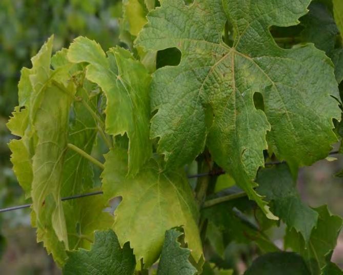 Z modrých odrůd jsou velmi náchylné Zweigeltrebe, André, Frankovka, Modrý Portugal a Dornfelder. Choroba se však vyskytuje i u ostatních, včetně interspecifických, odrůd.