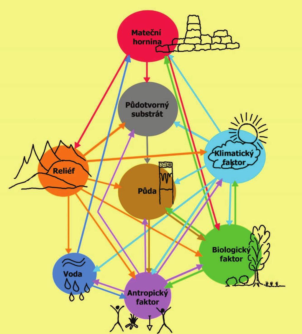 Modul Pedologie RNDr. Oldřich Vacek, CSc. Obrázek 2 Síťový diagram znázorňující vzájemné vztahy řídících půdotvorných faktorů a podmínek ovlivňujících vývoj půd.