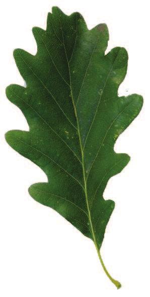 Vacek) Základní přirozená dřevinná skladba: Quercus petraea dub zimní Příměs přirozené dřevinné skladby: Fagus sylvatica