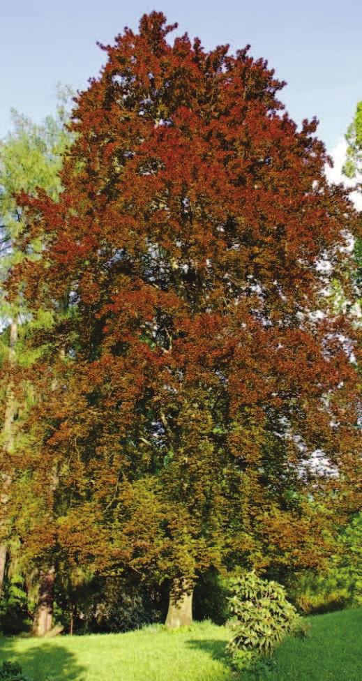 Vacek) Základní přirozená dřevinná skladba Fagus sylvatica buk lesní Příměs přirozené dřevinné skladby