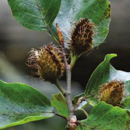 borovice lesní Abies alba jedle bělokorá Betula pubescens bříza pýřitá Tilia cordata lípa srdčitá