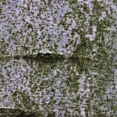jedle bělokorá Fagus sylvatica buk lesní Příměs přirozené dřevinné skladby: