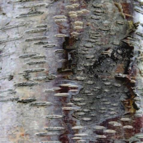 bříza pýřitá Pinus sylvestris borovice lesní Acer pseudoplatanus javor klen Alnus