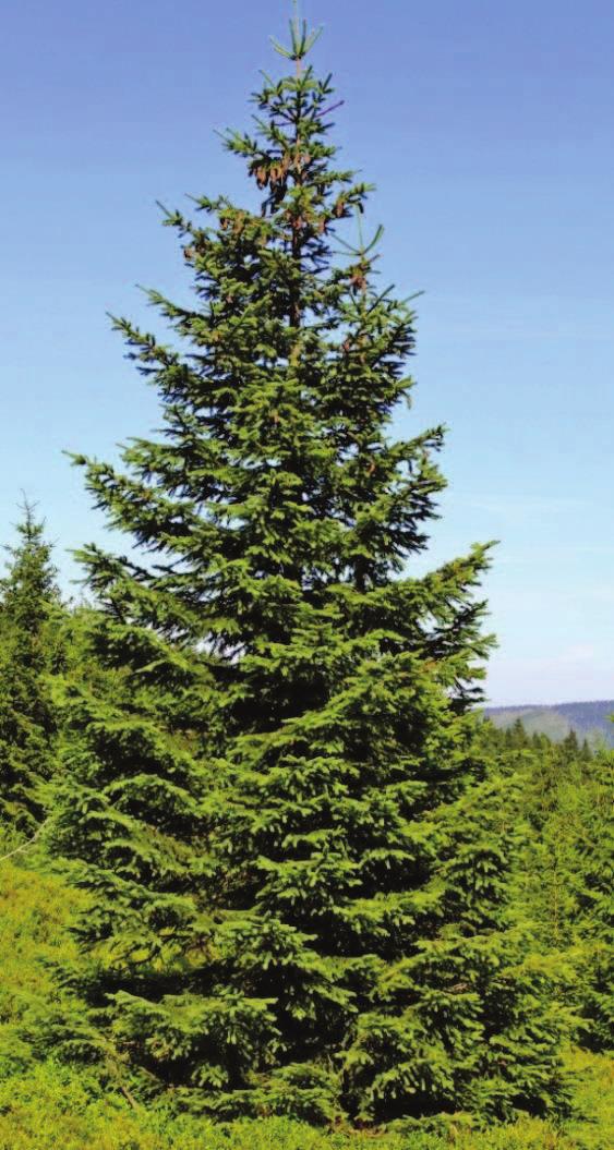 Vacek) Základní přirozená dřevinná skladba: Picea abies smrk ztepilý Příměs přirozené