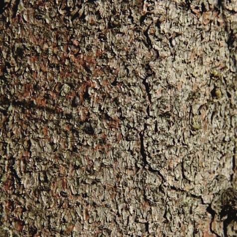 jedle bělokorá Fagus sylvatica buk lesní Sorbus aucuparia jeřáb ptačí Betula pubescens