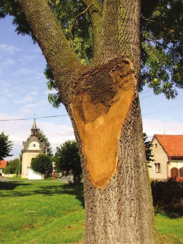 mělo uplatňovat tzv. třetinové pravidlo. To znamená, že při odstraňování boční větve by měl být její průměr maximálně třetinový oproti průměru hlavní větve, od které ji odstraňujeme.