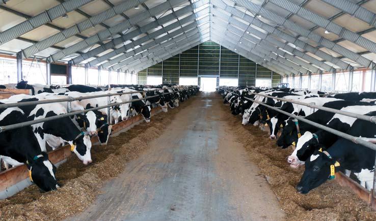 Tři krmné dávky Pro výživu dojnic tu sestavují tři krmné dávky dvě pro krávy v laktaci a jednu pro suchostojnou skupinu.