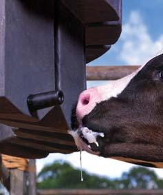 cz More milk, better fertility Ready, steady,grow Experts in young animal nutrition Find out more