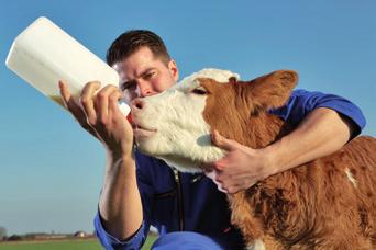 Jednoduchá, přirozená cesta k růstu produkce Producenti mléka čelí stále většímu tlaku na zvýšení efektivity v souladu s vyššími etickými normami Odchováváme zdravé, užitkové dojnice Program