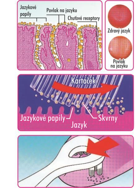 vkládání díky kulatému tvaru hlavy Tvrdost Kartáček