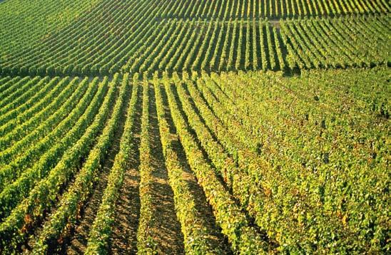 XVI/XVII Francie: Vinařský šampion Francie vždy byla a je obecně považována za nejdůležitější vinařskou zemi světa.