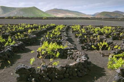 XVIII/XIX Languedoc-Roussillon Je to největší vinařská oblast na světě, rozkládající se na pobřeží Středozemního moře od Rhôny až k Pyrenejím, kde se pěstují především červené odrůdy vína.