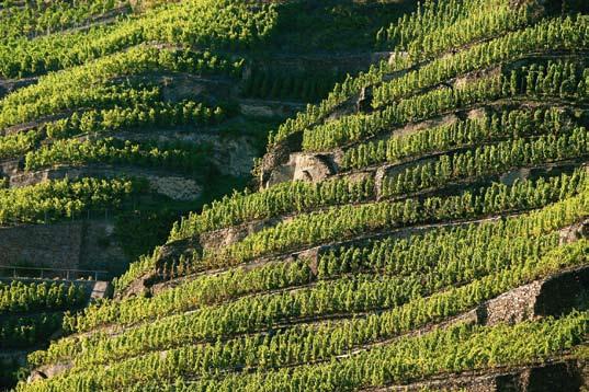 Celé dvě třetiny plochy vinic se nacházejí ve spolkové zemi Porýní-Falc (Rheinland- Pfalz). Ročně se vyrobí asi osm až deset milionů hektolitrů vína.