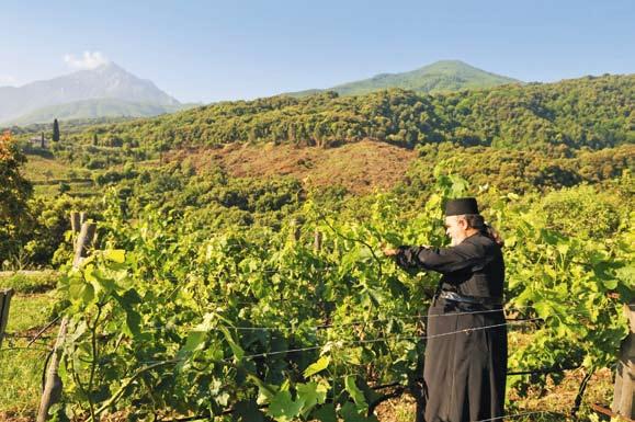 Jakostní víno (minöségi bor) je také dovoleno vyrábět pouze z konkrétních odrůd, jejichž obsah v daném víně nesmí být nižší než 85 procent.