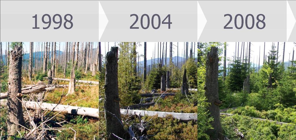 Příklady - NP Bavorský les. zajistit působení přirozených sil životního prostředí a nerušenou dynamiku soužití společenství.