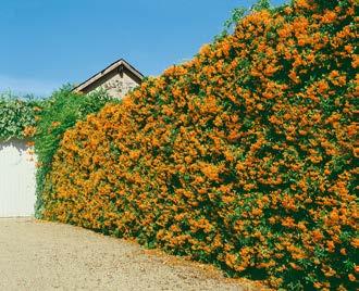 polostálezelený (Ligustrum ovalifolium), tis červený (Taxus baccata, Taxus