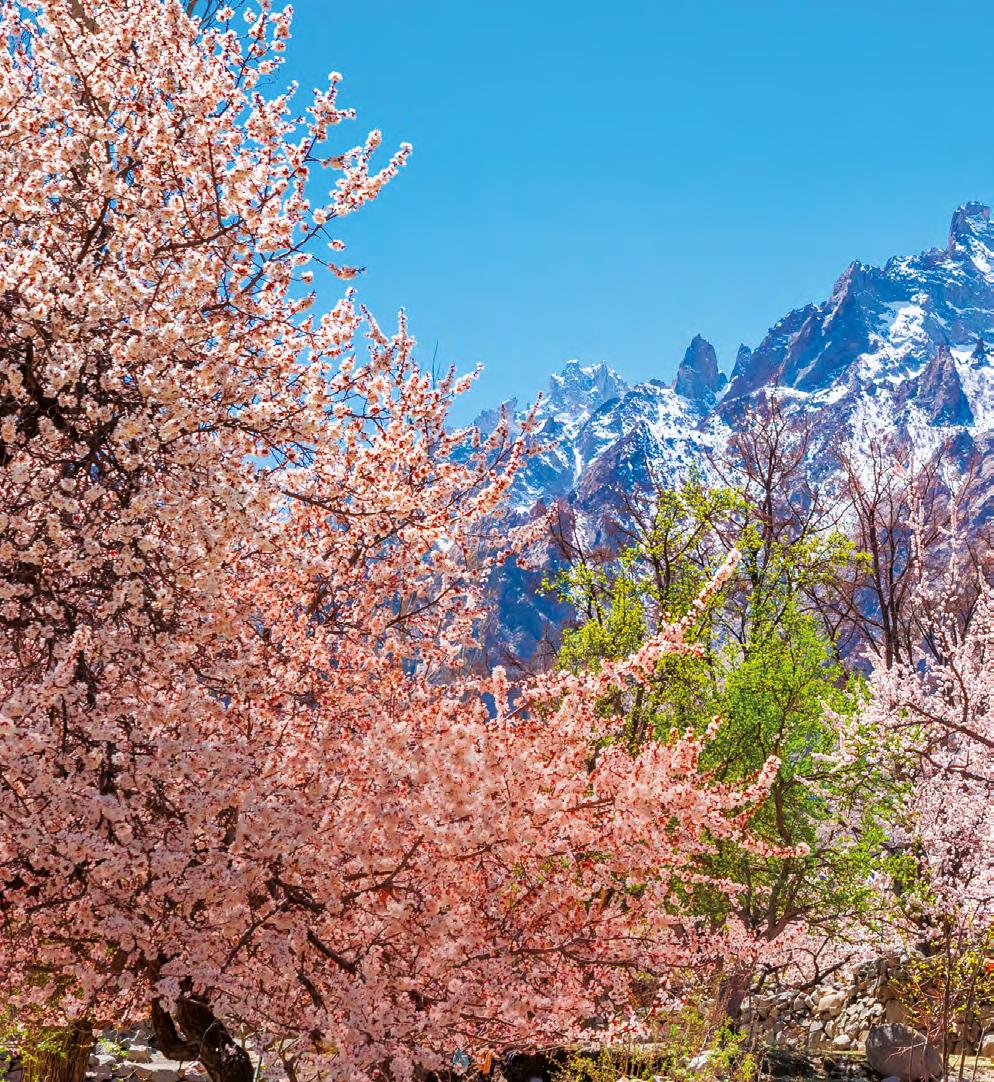 ČERVEN 2018 Himalayan Apricot Pod štíty himálajských vrcholů, v úrodném údolí Kašmíru, rostou divoké meruňkové sady.