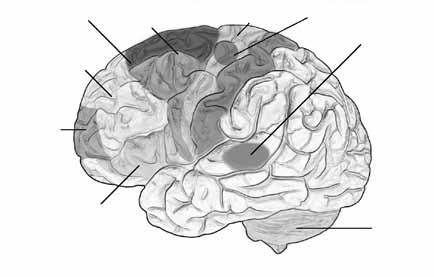 normalit bylo pozorováno v oblasti DMPFC a v přilehlém anteriorním cingulátním kortexu (ACC).