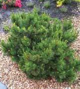 PICEA GLAUCA RAINBOWS END 2 L PINUS MUGO