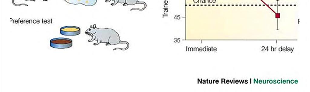 ze dvou odlišně aromatizovaných druhů - zvíře si vybere známou potravu Evolučně velmi výhodné učení Pokud trvá kontakt obou jedinců cca 30 min, je tato paměťová