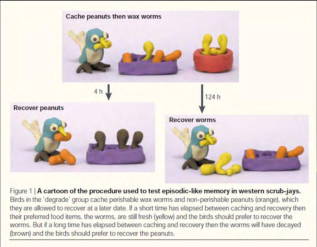 47/50 EPISODIC-LIKE MEMORY U ZVÍŘAT Sojky západní Aphelocoma californica - scrub jays Ptáci