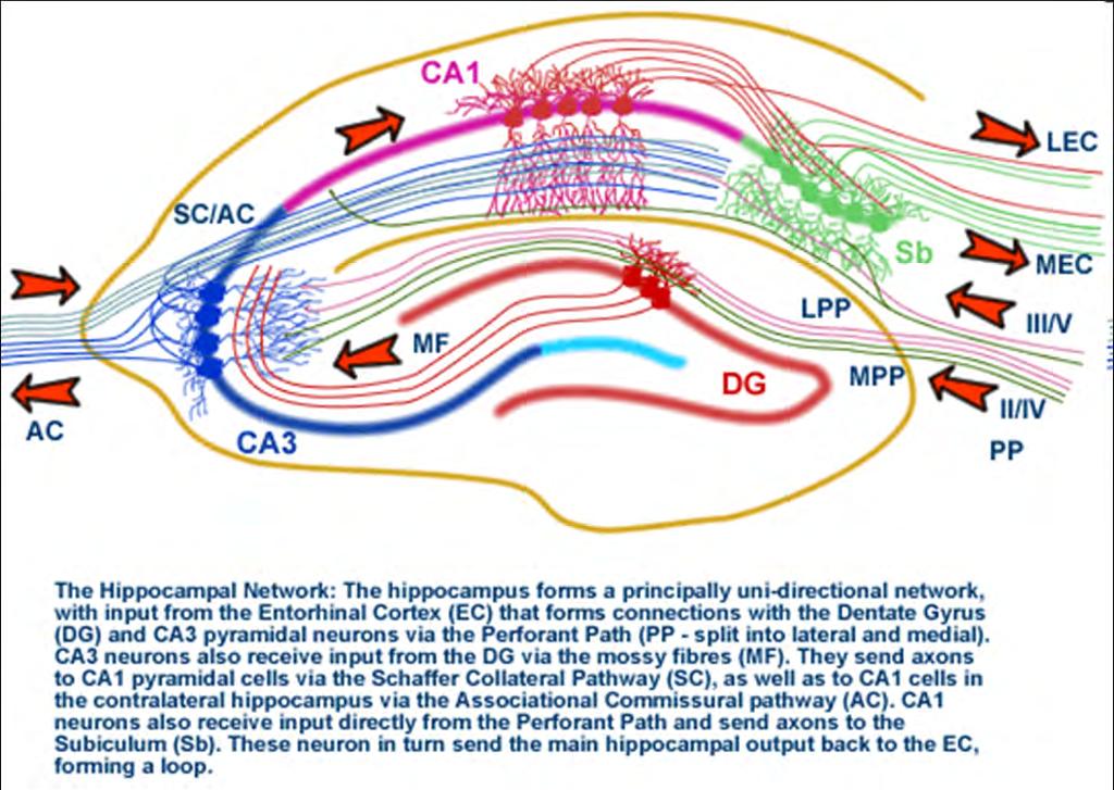 8/50 HLAVNÍ HIPOKAMPÁLNÍ DRÁHY Klasicky je popisována tzv.