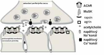 Omluva V čísle 9/2015 byly nesprávně uvedeny popisy obrázků ke článku MUDr. Jiřího Piťhy z Centra myasthenia gravis při Neurologické klinice 1.LFH UK a VFN Praha - Myasthenia gravis.