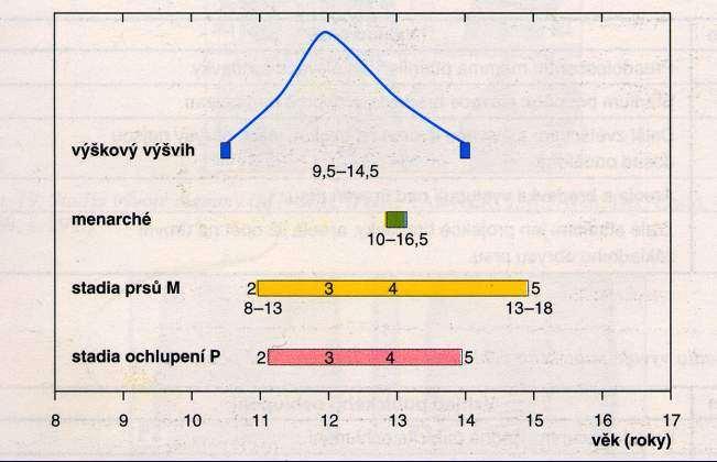 Průběh puberty u dívek Lebl J a kol.