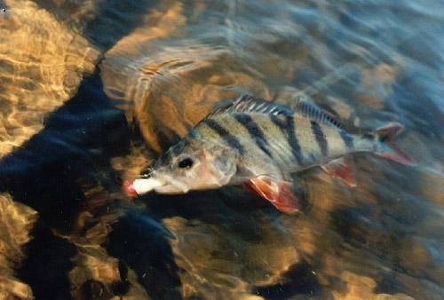 Okoun říční 24 potrava: dravec délka života: 15 let běžná velikost: 15 až 30 cm maximum: 60 cm Hmotnost průměrná: 0,1 až 0,4 kg obvyklé maximum: do 1 kg rekordní hodnoty: kolem 3 kg Typické znaky na