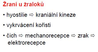 ocasní ploutev, párové ploutve (coracoscapulare výrazné - ischiopubicum, basalia, radialia, ceratotrichia) boční