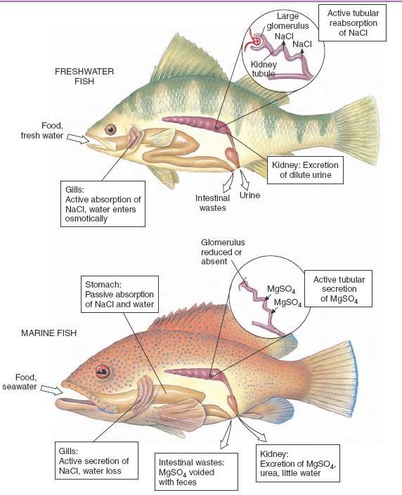 sladkovodní ryby vylučování vody ledvinami absorbce solí ţábrami mořské ryby vylučování solí