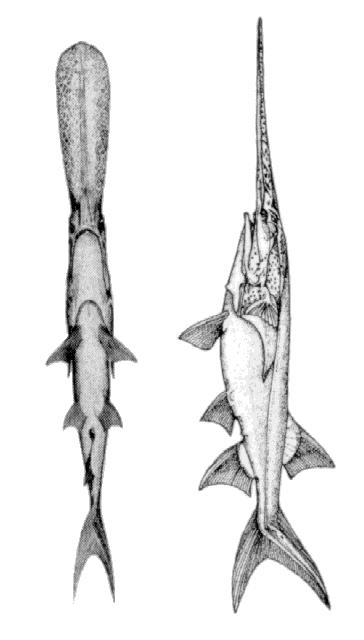 Polyodontidae