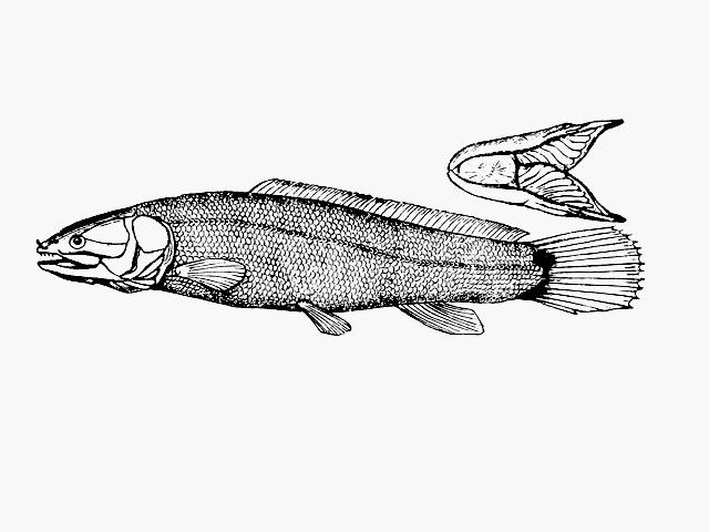 Halecomorphi, Amiiformes - kaprouni